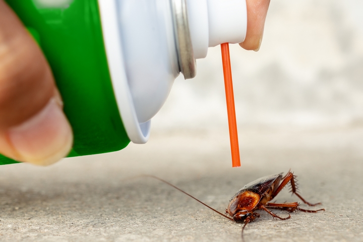 About Affordable Pest Control