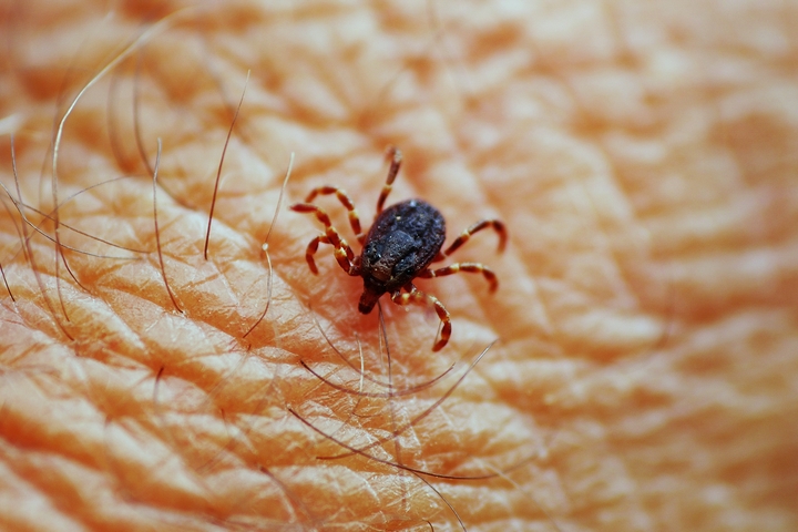 Affordable Pest Control Bed Bug Infestations